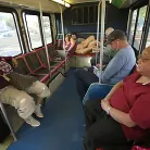 Anastasia Black in 'Ass Transit Scene 1'